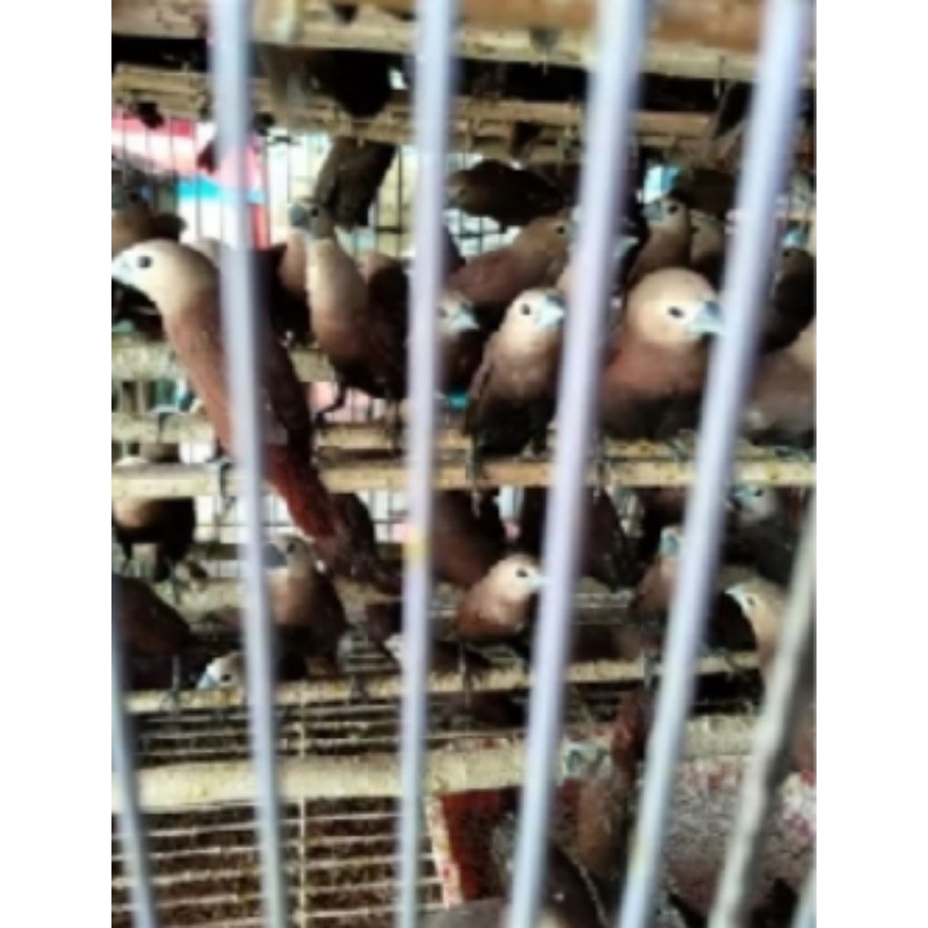 burung emprit kaji - bondol kaji - emprit kepala putih