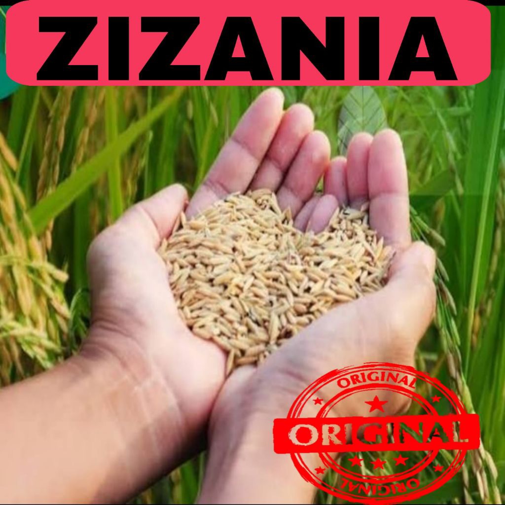 BIBIT padi zizania terbaru kemasan 1kg