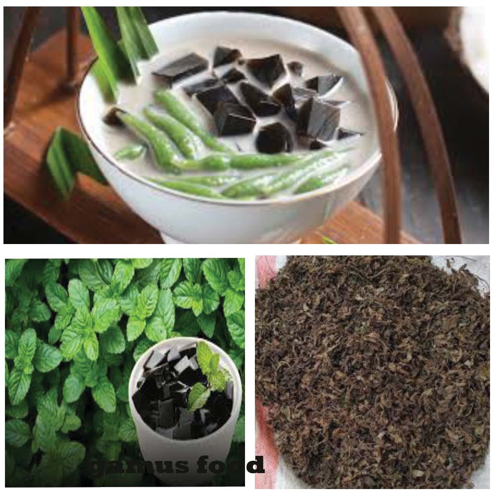 Mesona Palustris Bl - Daun Cincau Hitam - Janggelan Kering Super