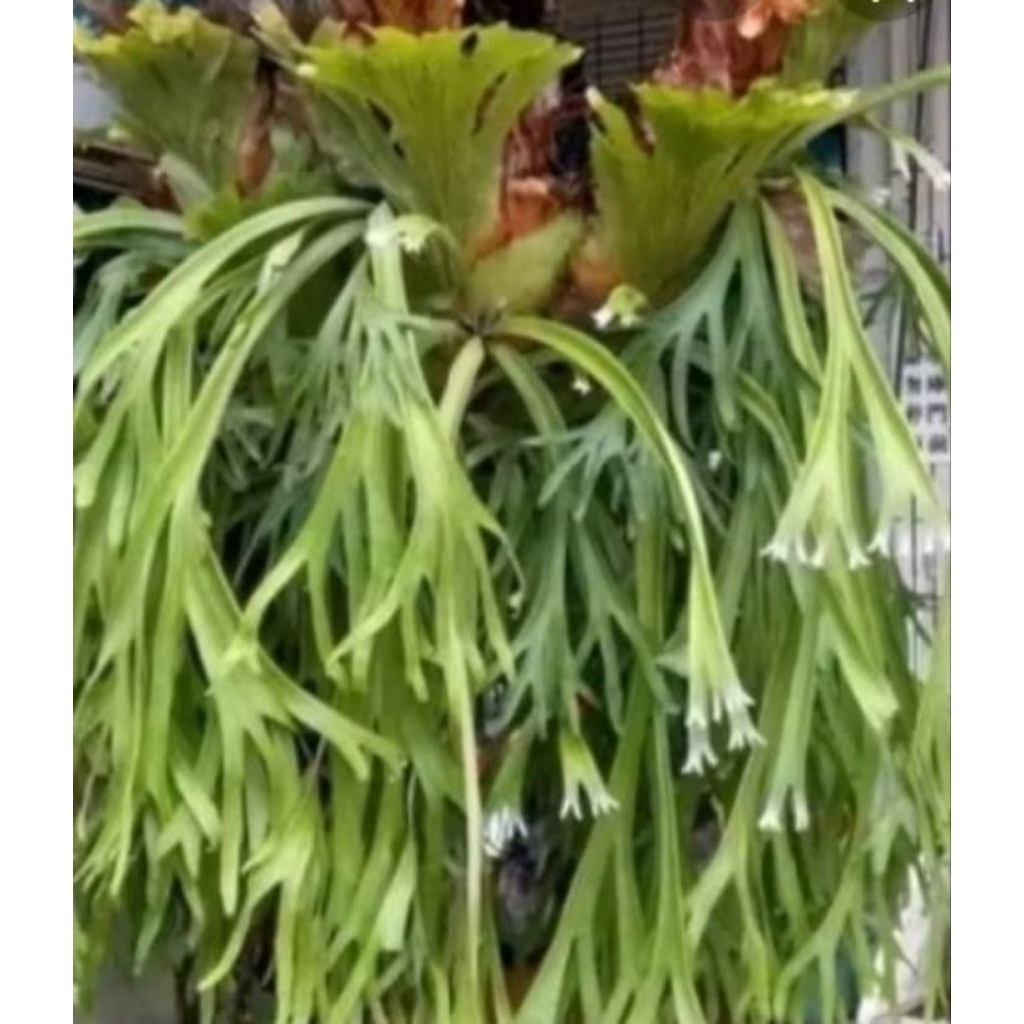 kadaka uncal.ukuran sedang.