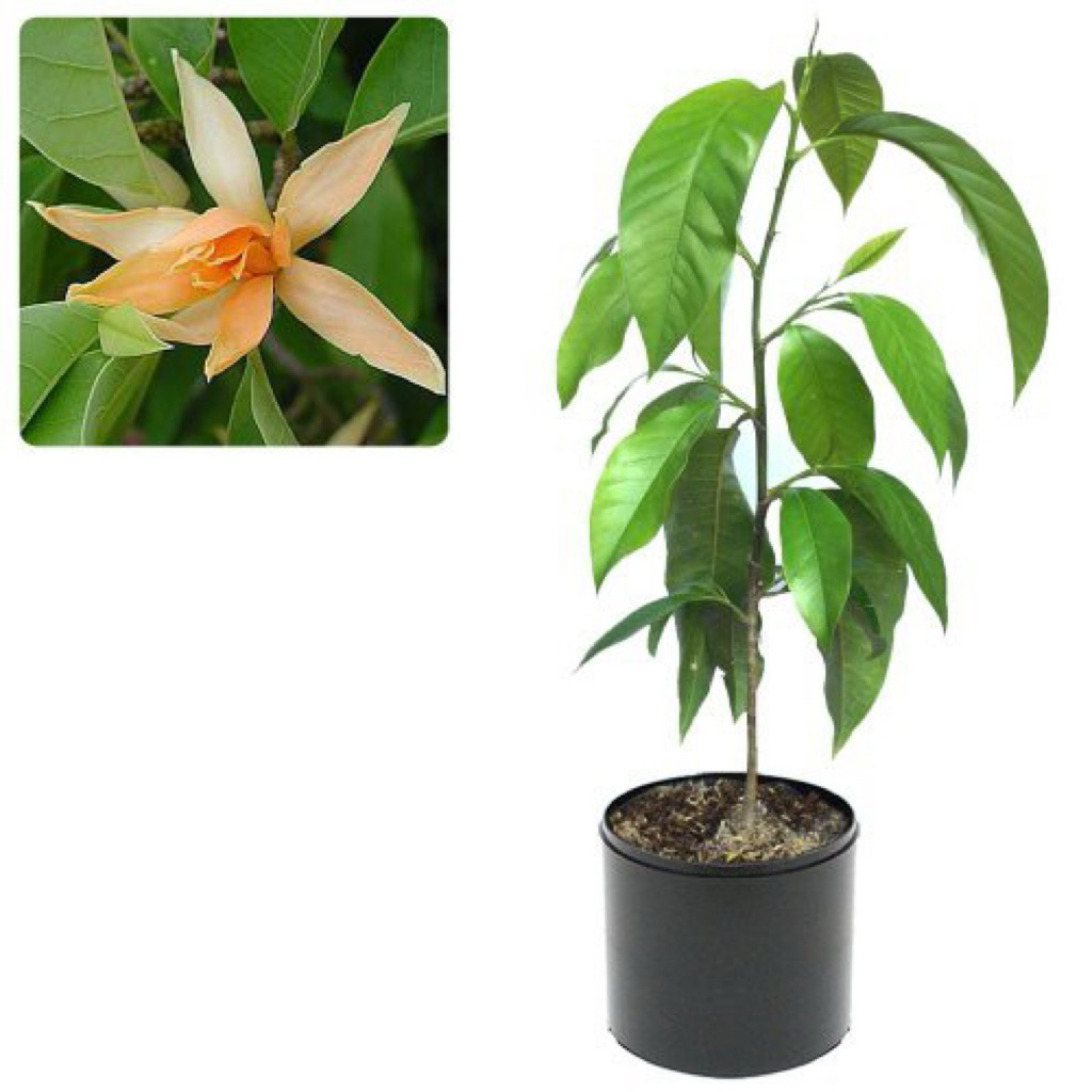 Tanaman kantil kuning - magnolia champaca - Michelia champaca - kembang kantil kuning - ubudflorist