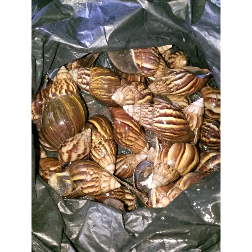 bekicot segar hidup 1kg