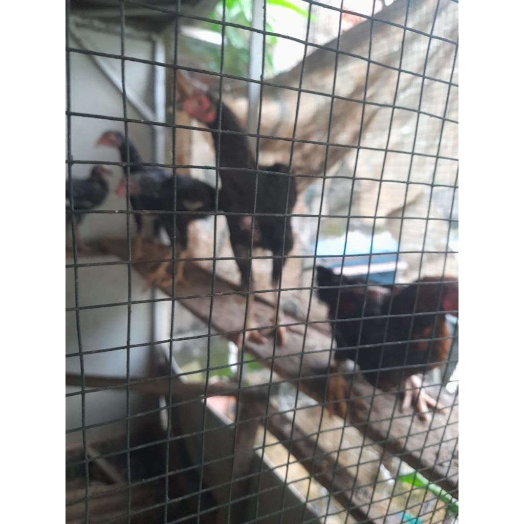 Sepasang anak ayam Bangkok Mangun usia 5bulan
