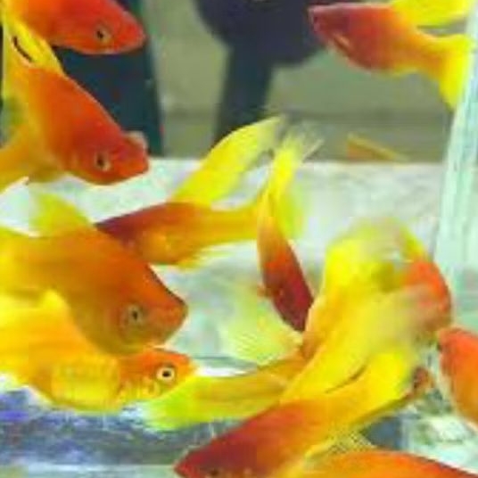 hiasan aquarium platy sunrise 10 pcs