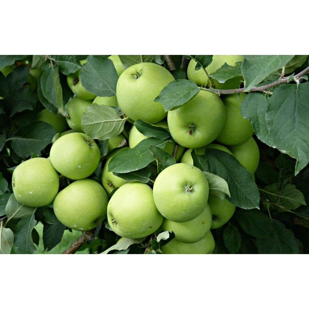 apel malang apel manalagi hijau manis madu