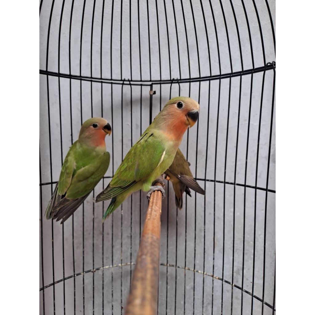 Lovebird Paud Nonklep (NK) Green & Olive