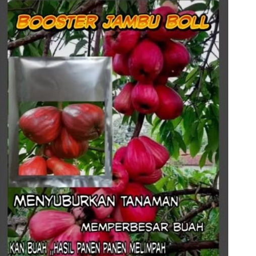 booster pelebat buah jambu