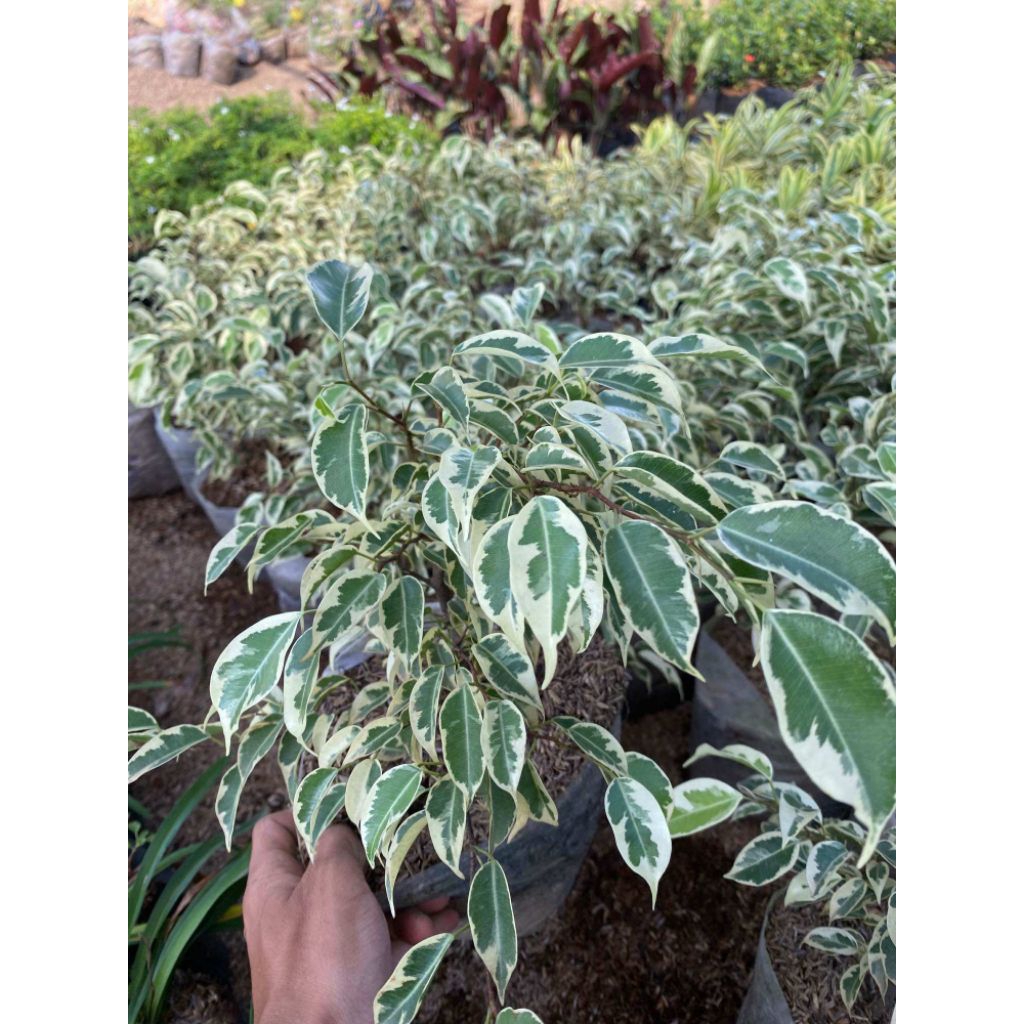 Tanaman hias beringin varigata bahan bonsai - pohon beringin varigata