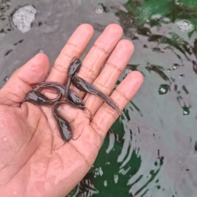 plastik bibit ikan lele 5/6 unggulan paketan 50 pcs