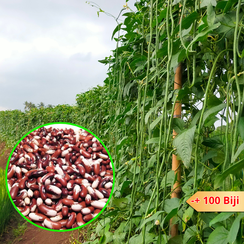 100 Biji Benih kacang panjang Pertiwi - kacang panjang merah putih KEMASAN REPACK