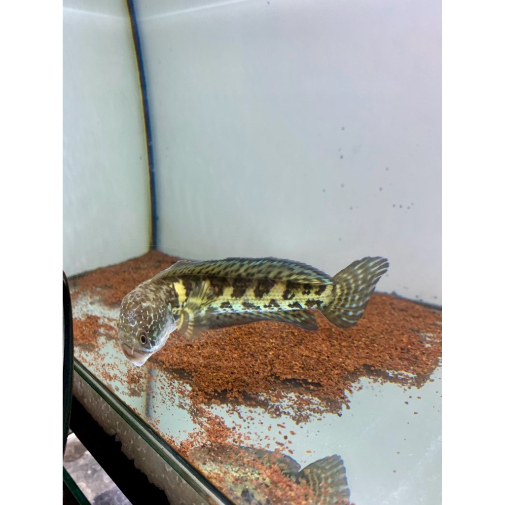 channa auranti WC 12cm