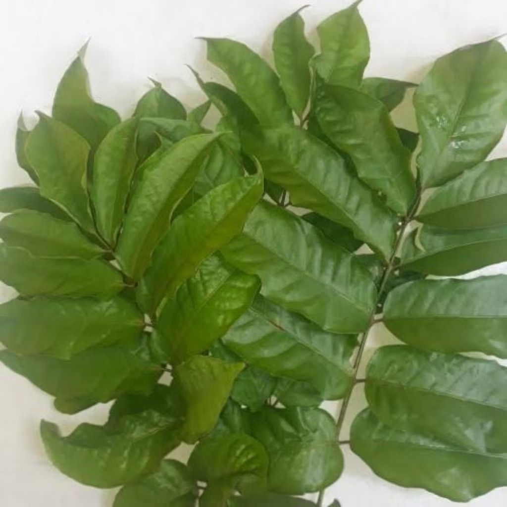 Daun Cakra Cikri 250Gram - Lalapan Segar Kedongdong Laut Muda