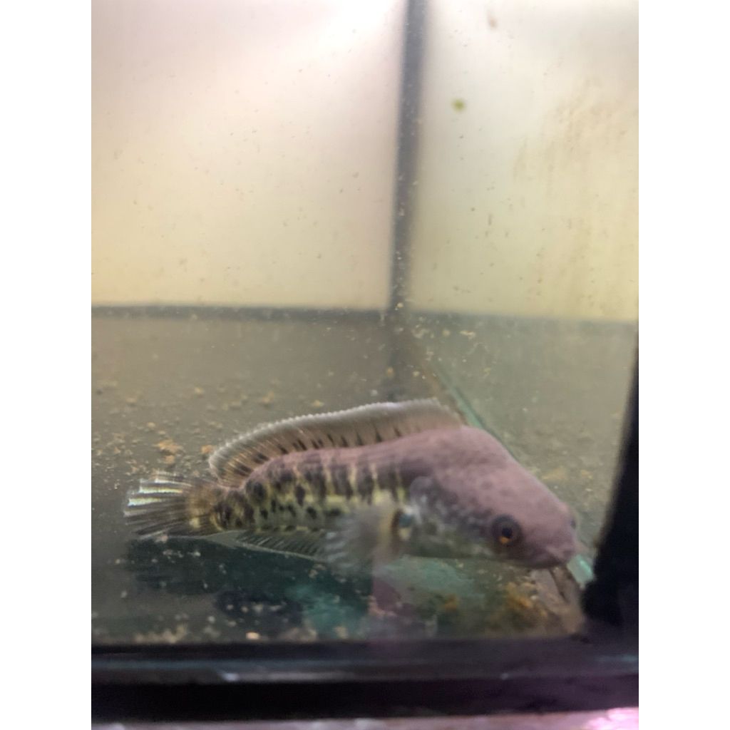 baby channa auranti cb keris 7cm