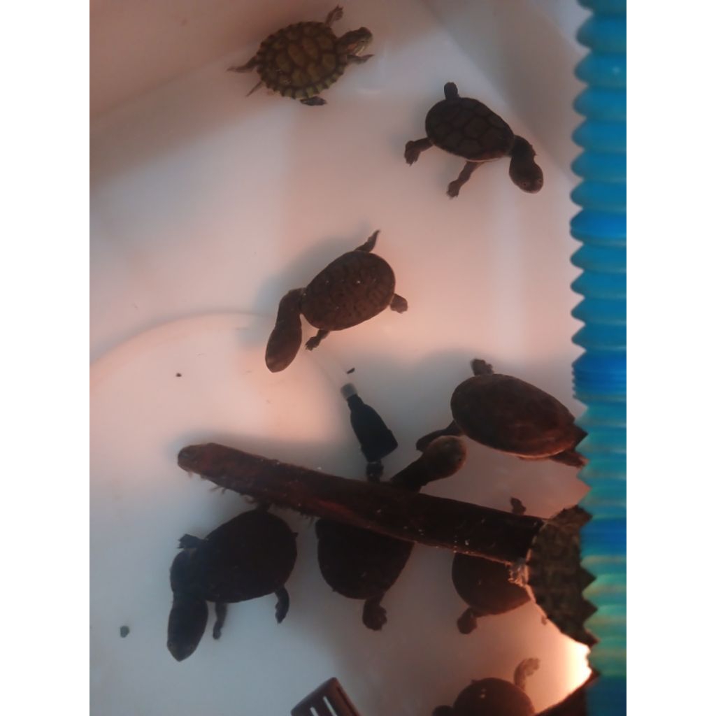 stiker siebenrocky / leher panjang