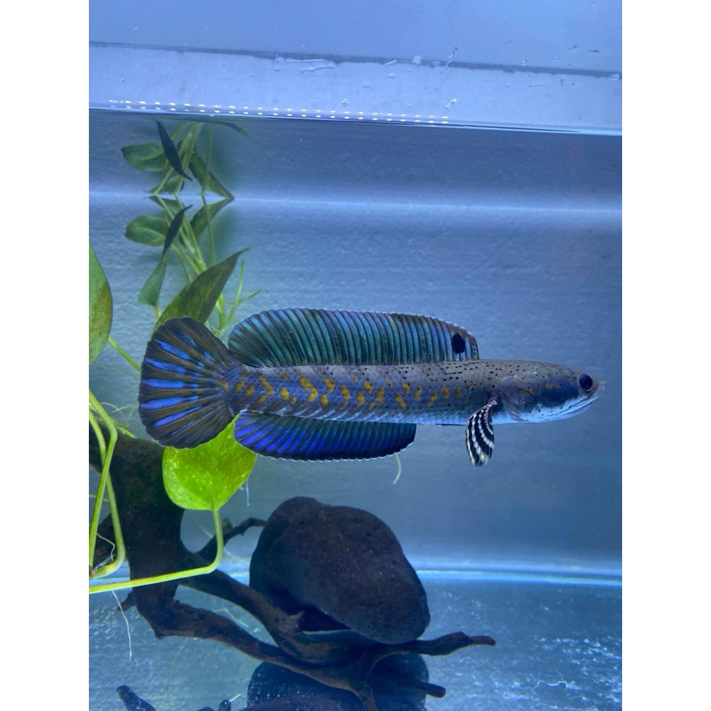 Stiker chana pulchra