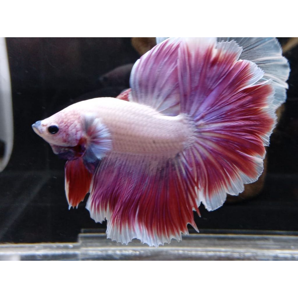 Cupang Halfmoon Fancy Color Pink Red – Sirip Lebar premium