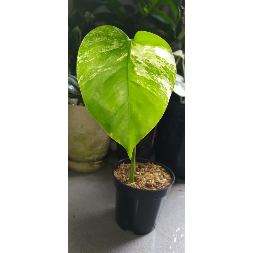 monstera varigata monvar ekonomis sesuai pict