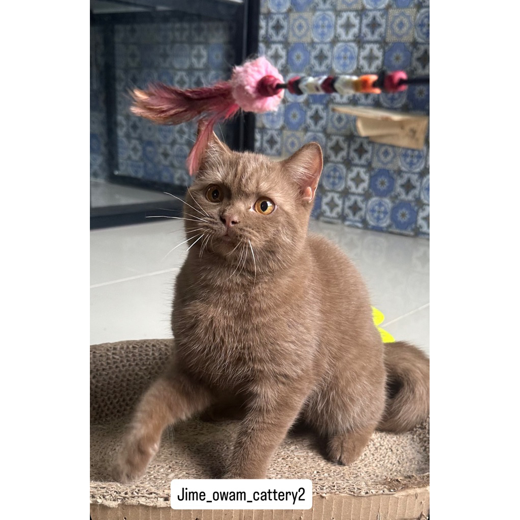 kucing bsh cinnamon