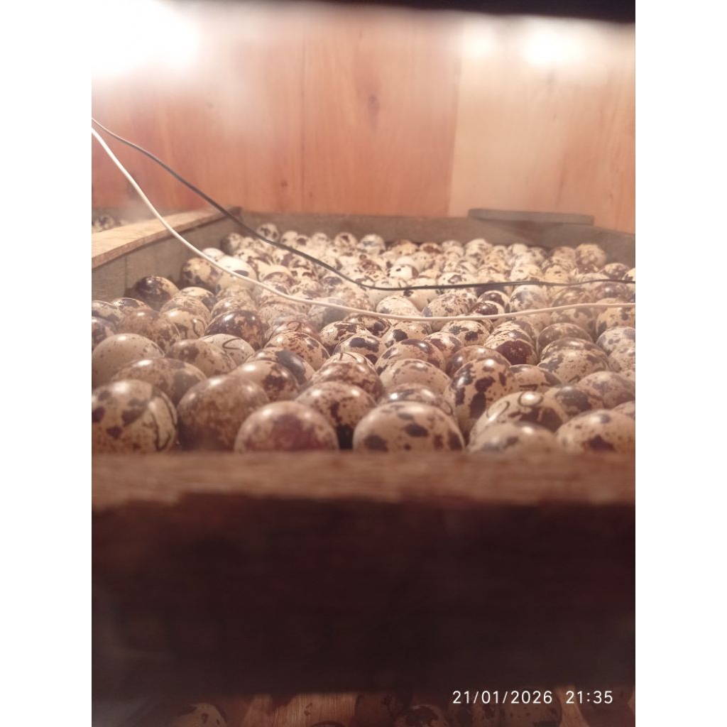 Telur untuk ditetaskan 95 (fertil) puyuh