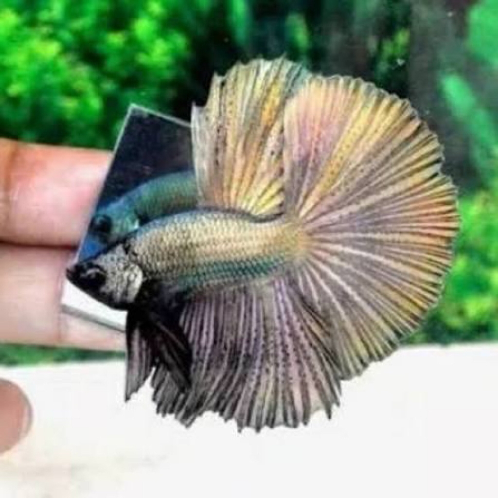 cupang halfmoon cooper