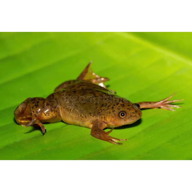 Pakan Ikan Hias Arwana Channa Katak air hidup (kodok levis)