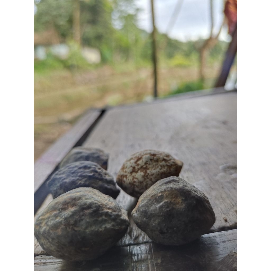 Muncang Adu Original jayanti size S,Medium XL, Batok Tebal, Pasangan JoSS Super