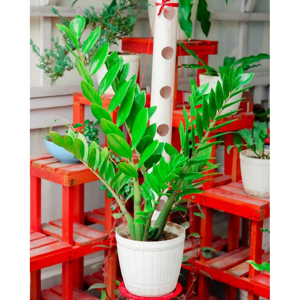 Tanaman Hias ZZ plant - zamia dolar