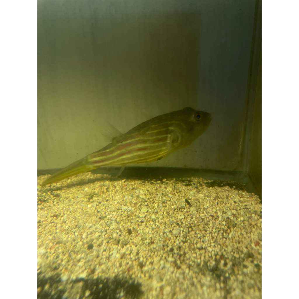 Hiasan Aquarium Ikan Fahaka Puffer size 15-16cm