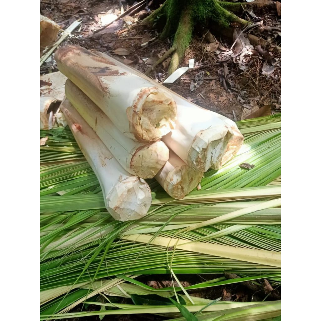 UMBUT KELAPA SEGAR SIAP POTONG SIAP KIRIM