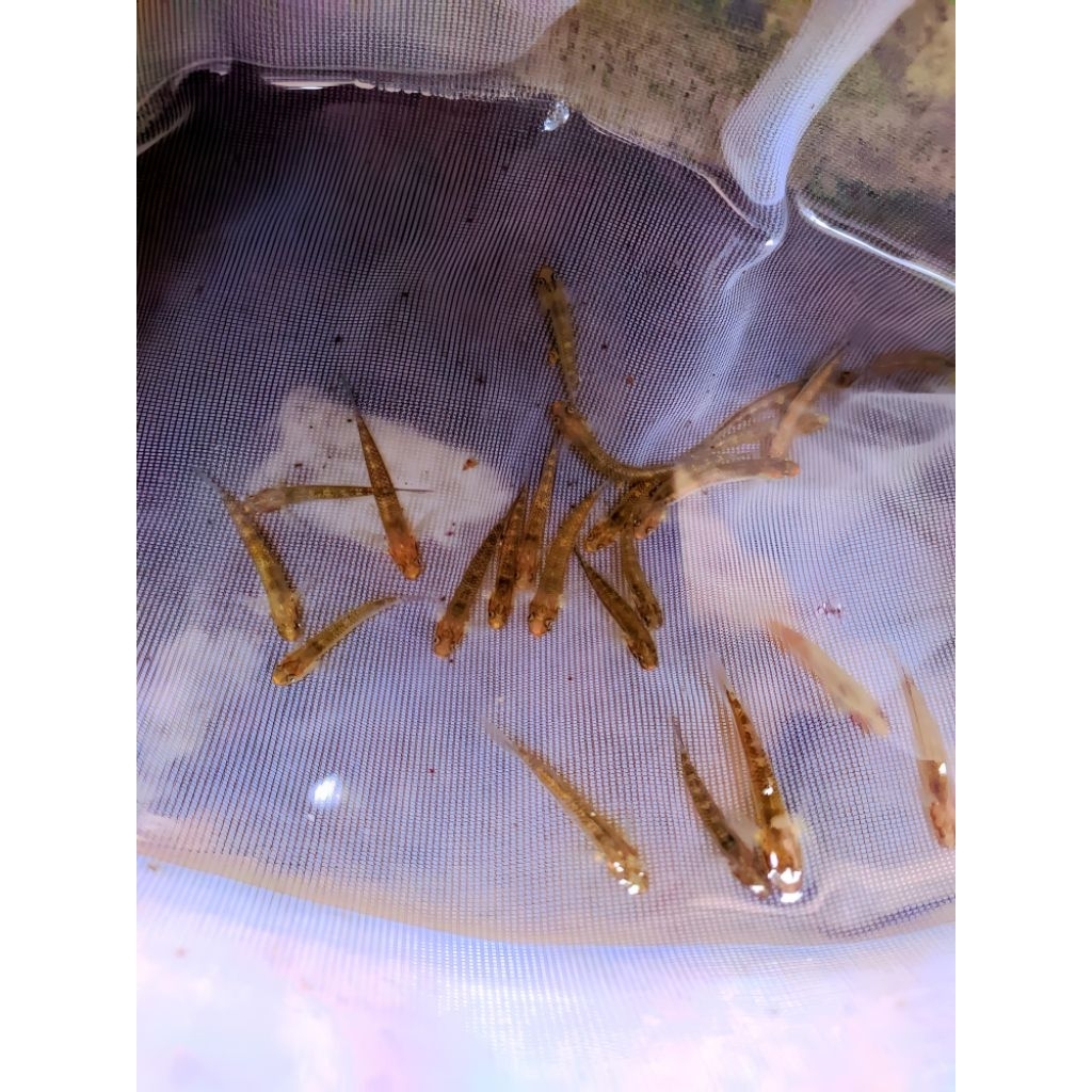 goby blue neon dekorasi/hiasan aquarium aquascape