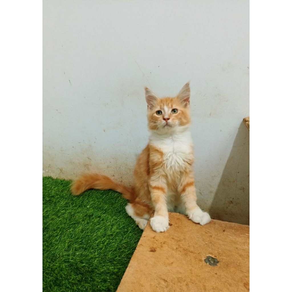 Kitten MaineCoon Betina Pure No mix.induk ped Cfa. Garansi