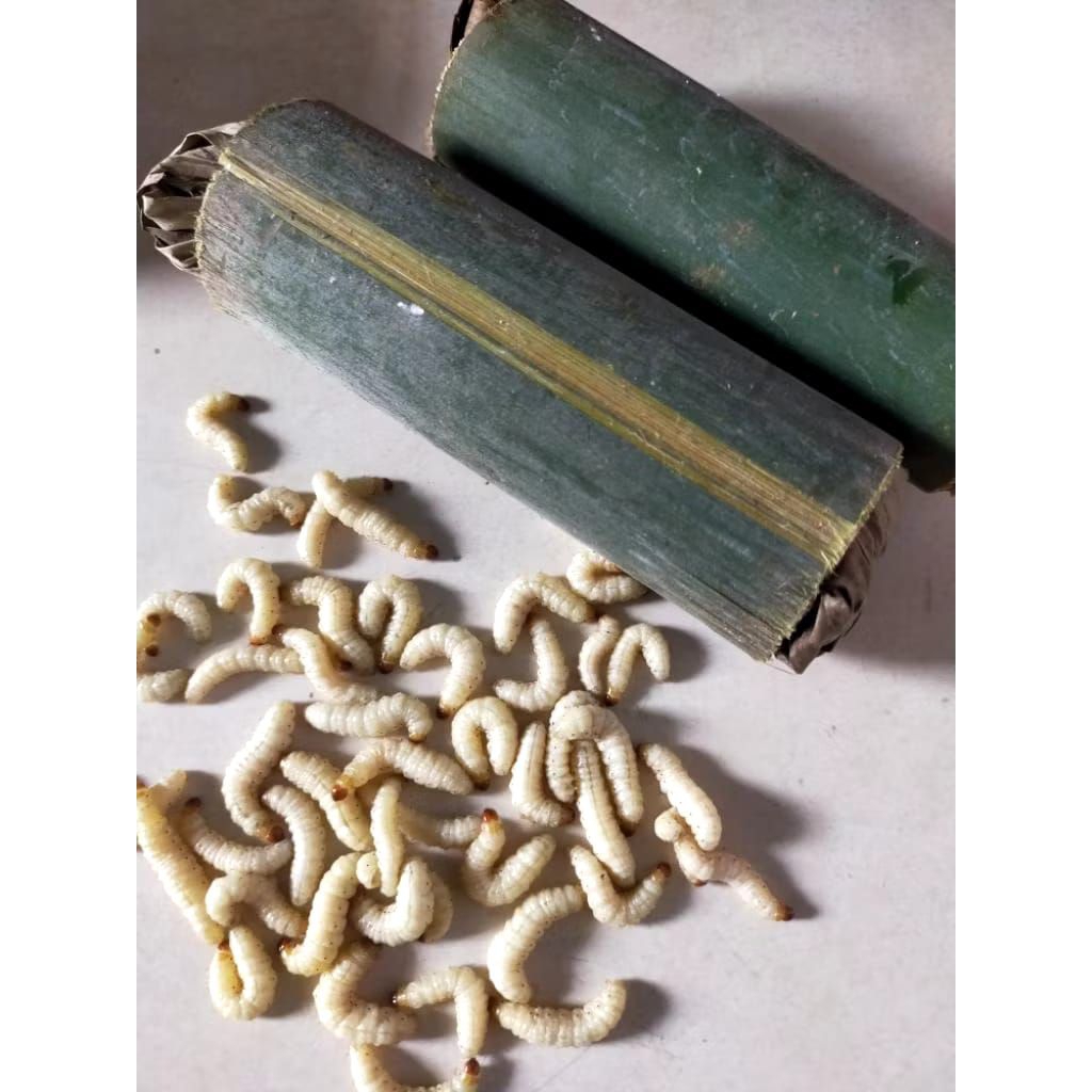 ULAT BAMBU ISI 20 ULAT UNTUK UMPAN PANCING. BURUNG.REPTIL DLL.