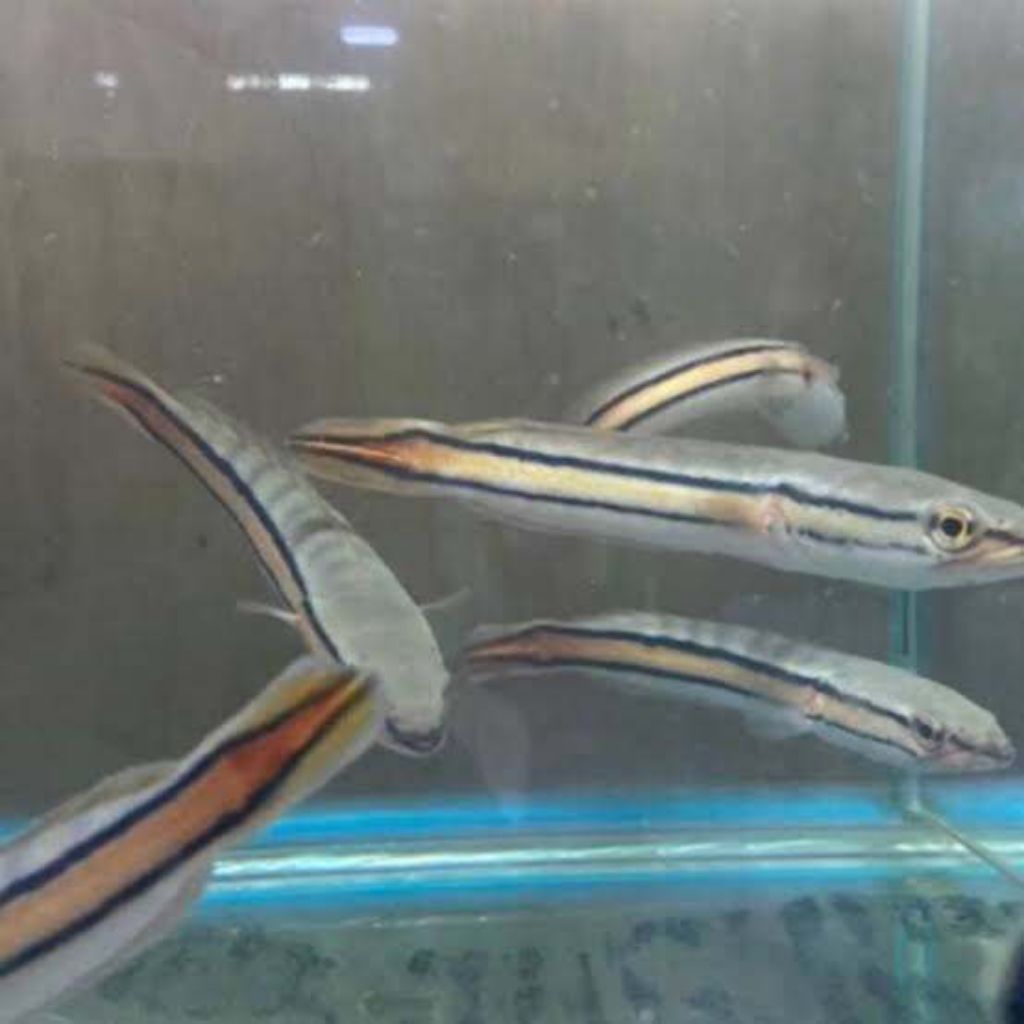 hiasan aquarium ikan Toman Kalimantan size 8-10 cm