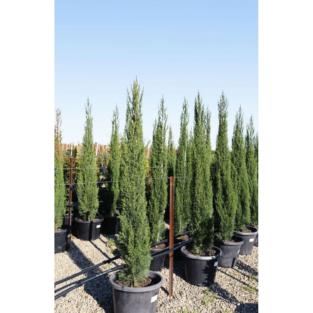 tanaman cemara lilin 2 meter Cemara Lilin / Cemara Pecut Cupressus sempervirens