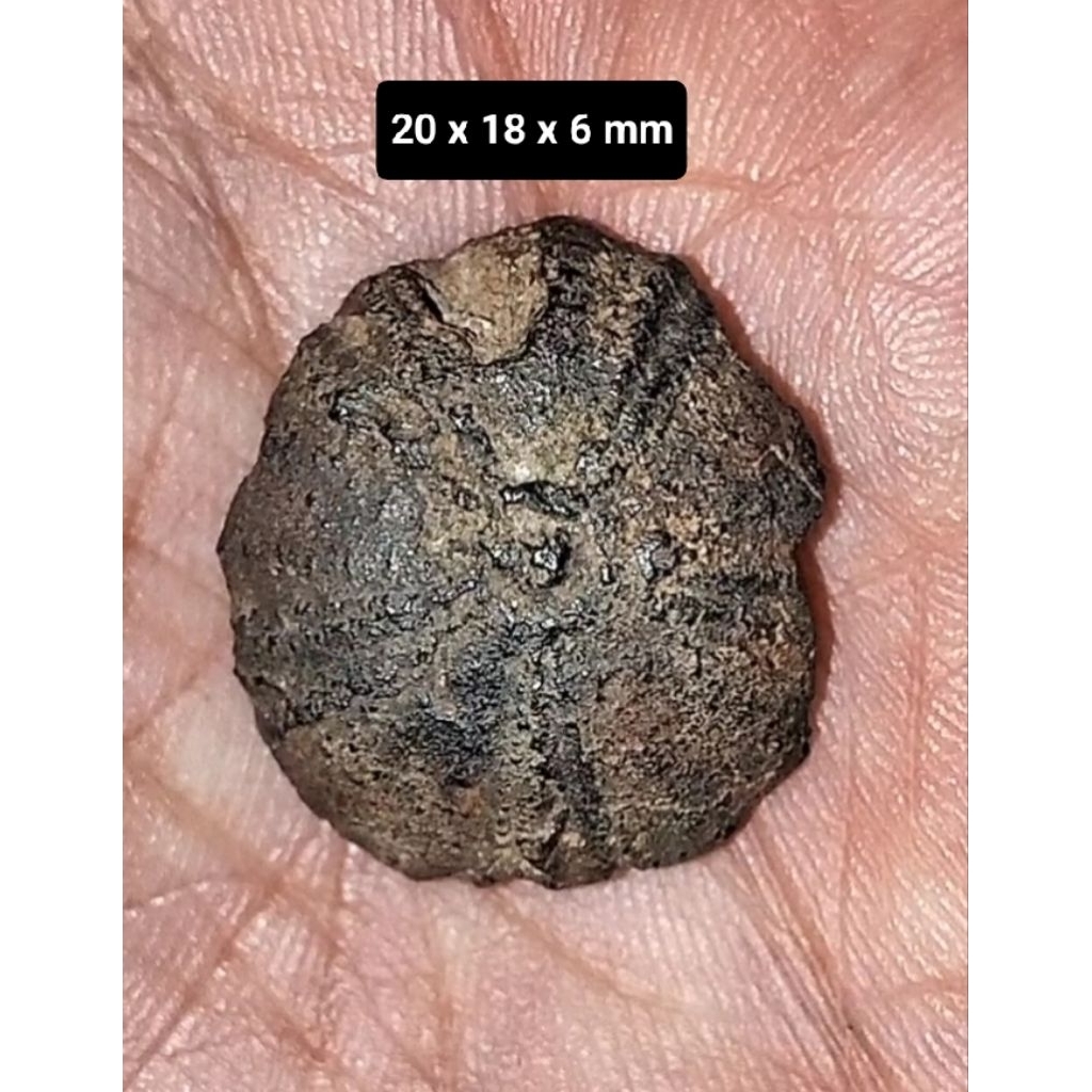 Batu Akik Bulu Landak laut nempel magnet natural