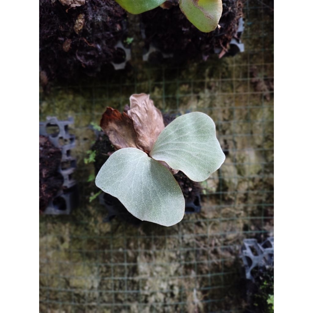 Anakan Platycerium Neptune / Elephantotis / Elephantotis Silver Rawatan Stabil Ekonomis