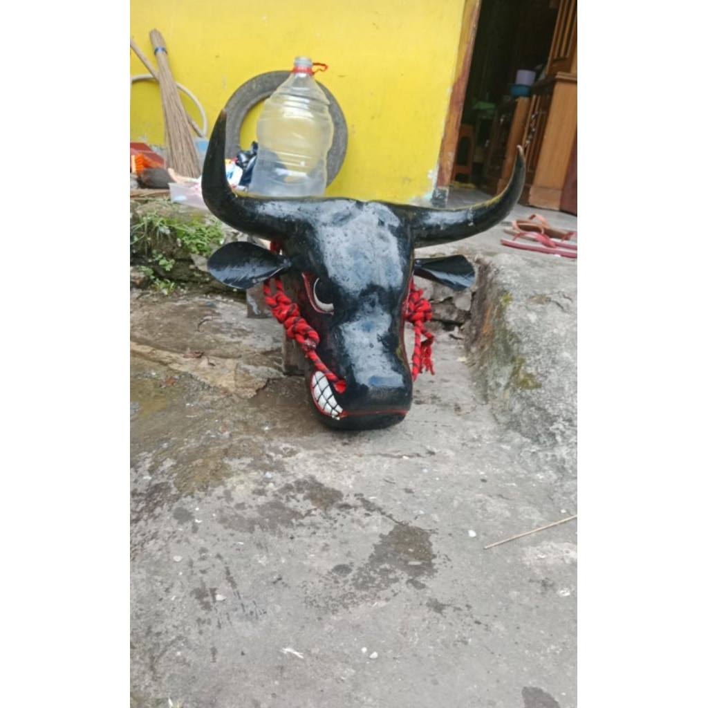 Banteng Mberot Dewasa