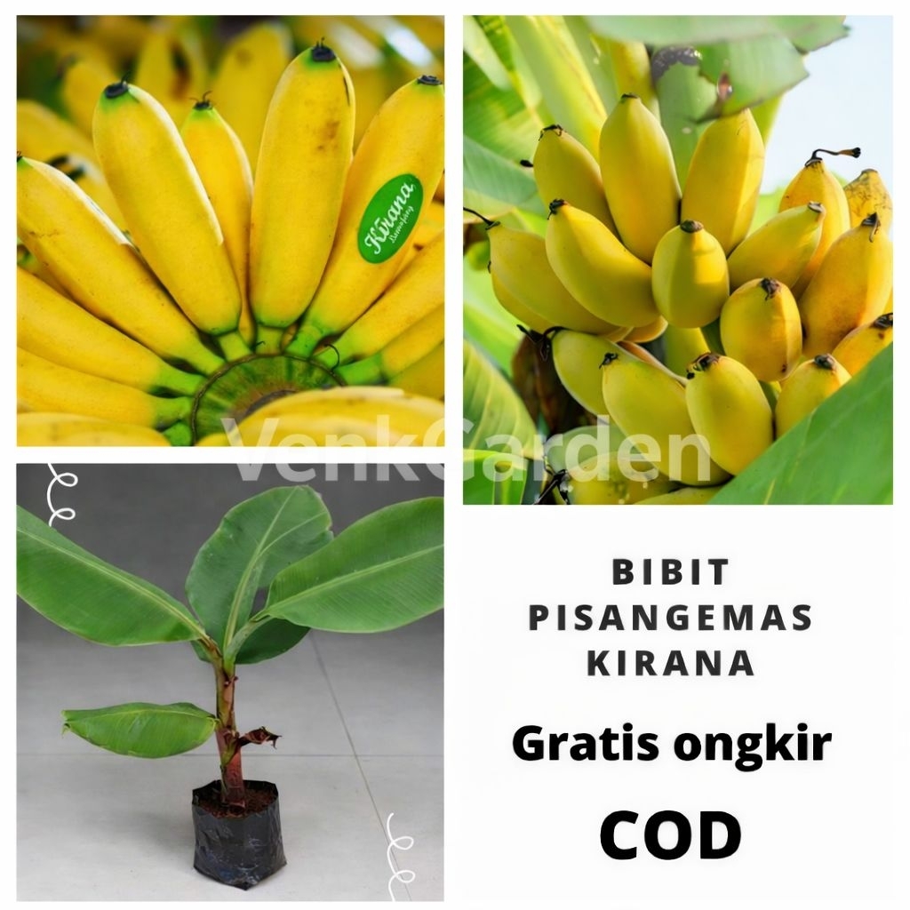 BIBIT PISANG EMAS KIRANA PREMIUM