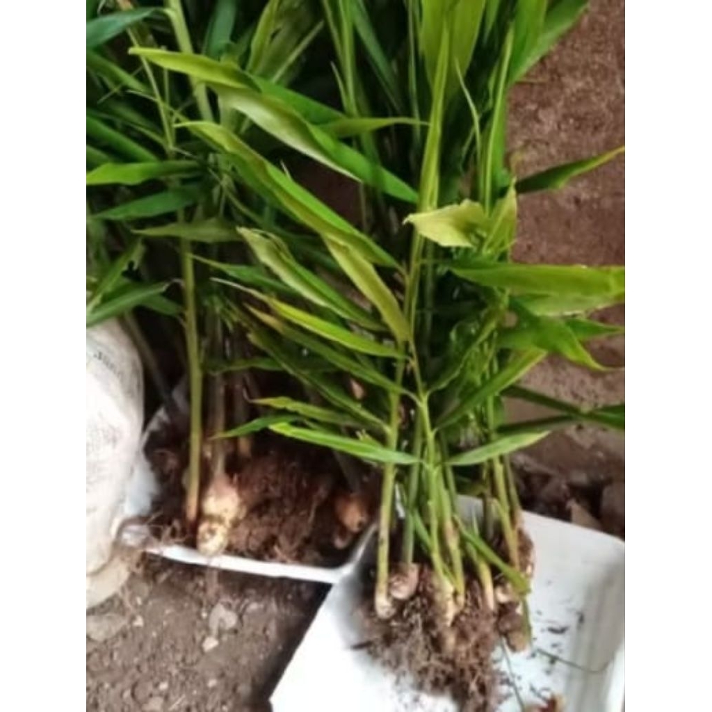 1 kg Bibit Jahe Emprit Sudah Berakar Bertunas Berdaun