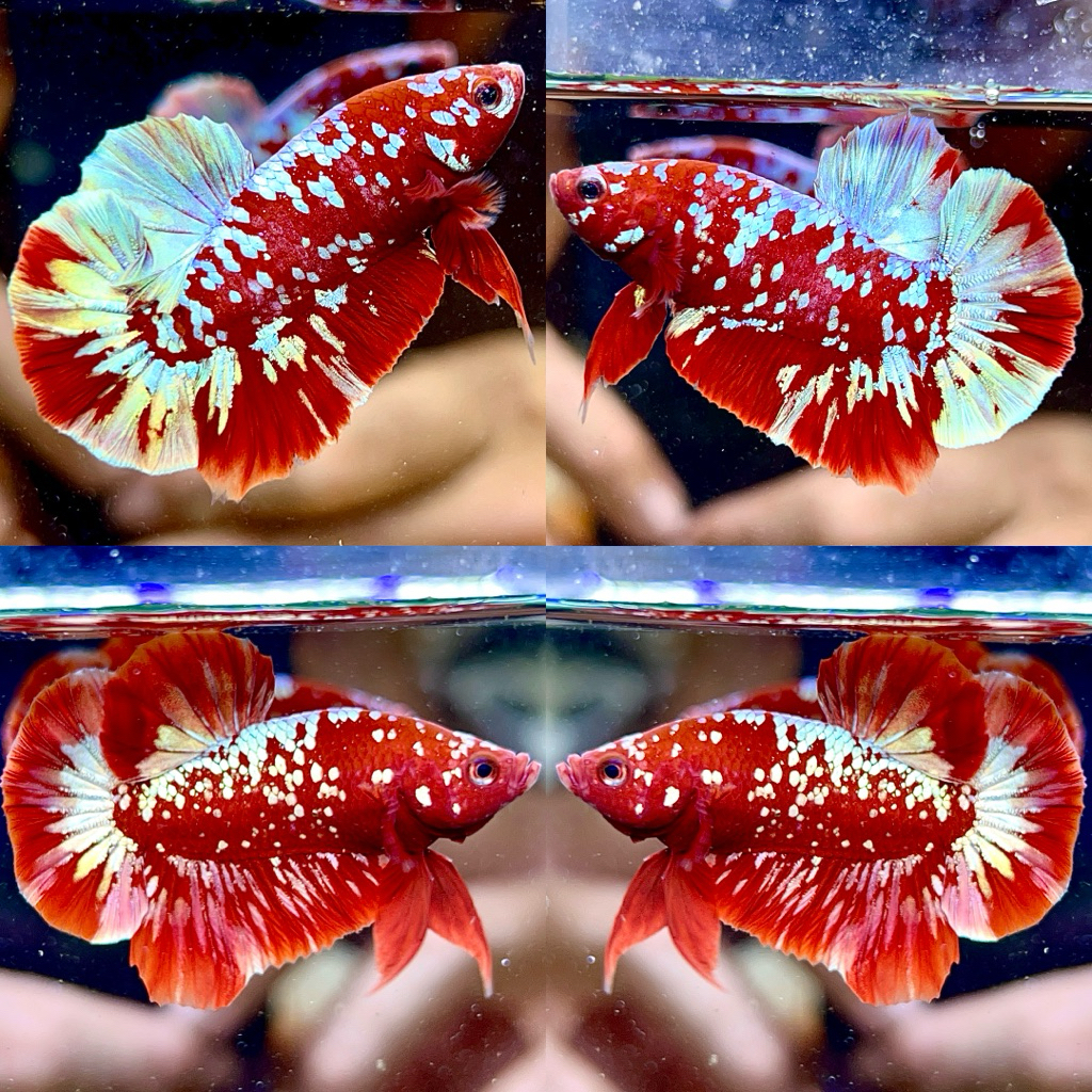 plakat RGG red gold galaxy bagus sehat garansi top cupang