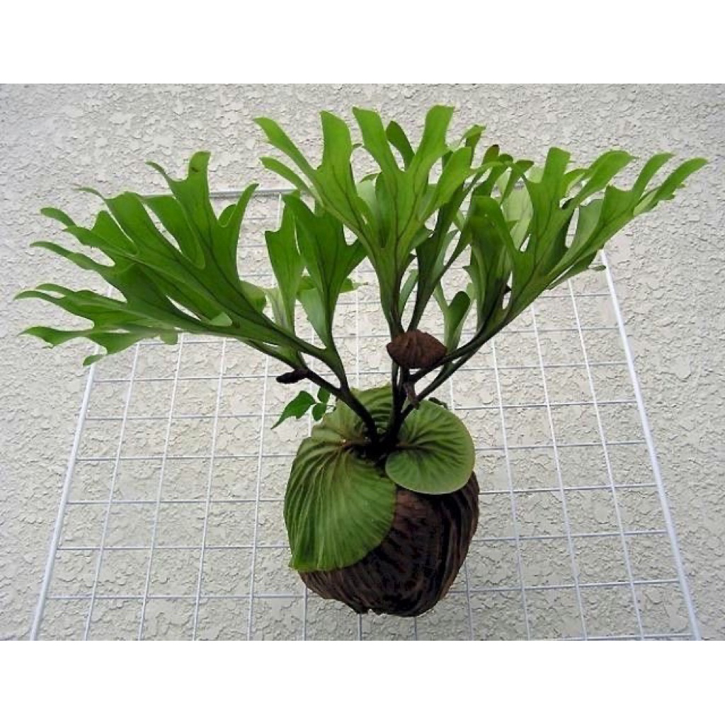 Tanaman Hias Platycerium Ridleyii