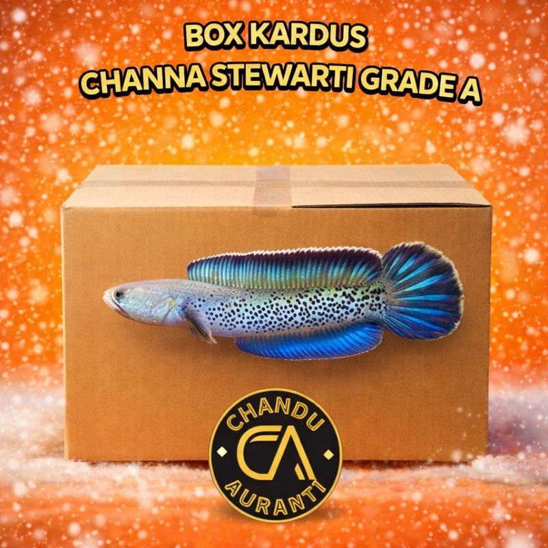 Box Kardus Channa Stewarti Cb Chandu Size 4-5cm Grade A Bahan Progress