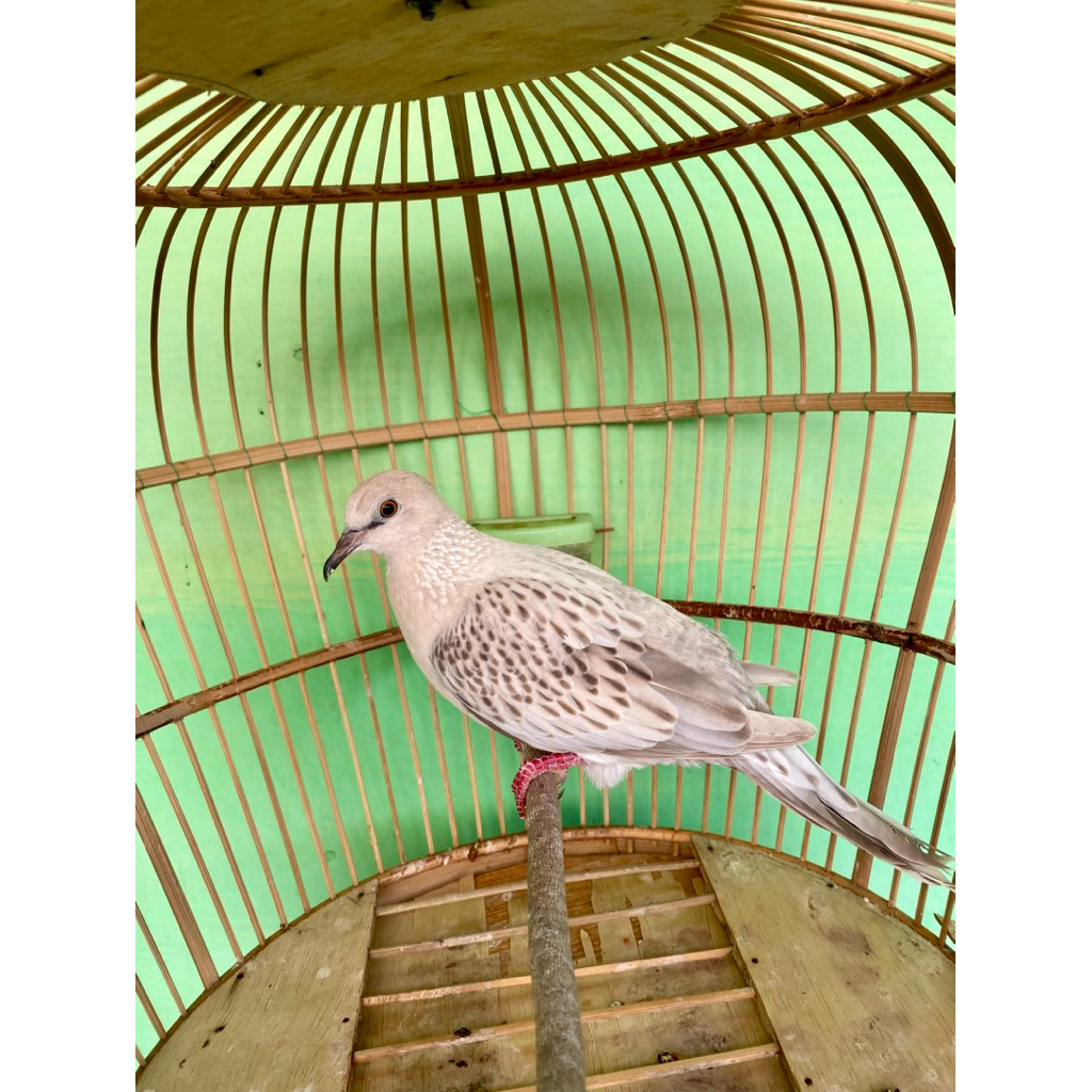 Tikukur/Derkuku/Tekukur Leopard Silver