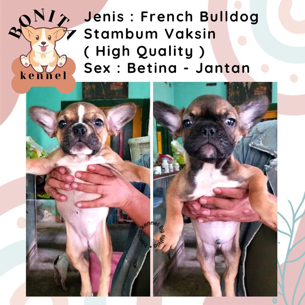 Frenchie Bulldog Stambum Anak Anjing French Bulldog Fawn