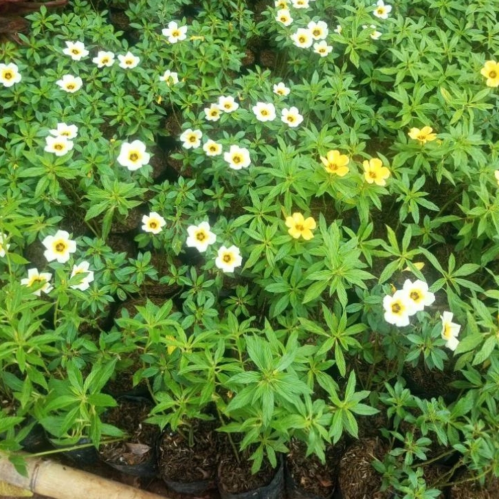 Paket 10 Pohon Bunga Turnera Kuning / Bunga Turnera Putih / Tanaman Hias Bunga Yolanda Pukul 8