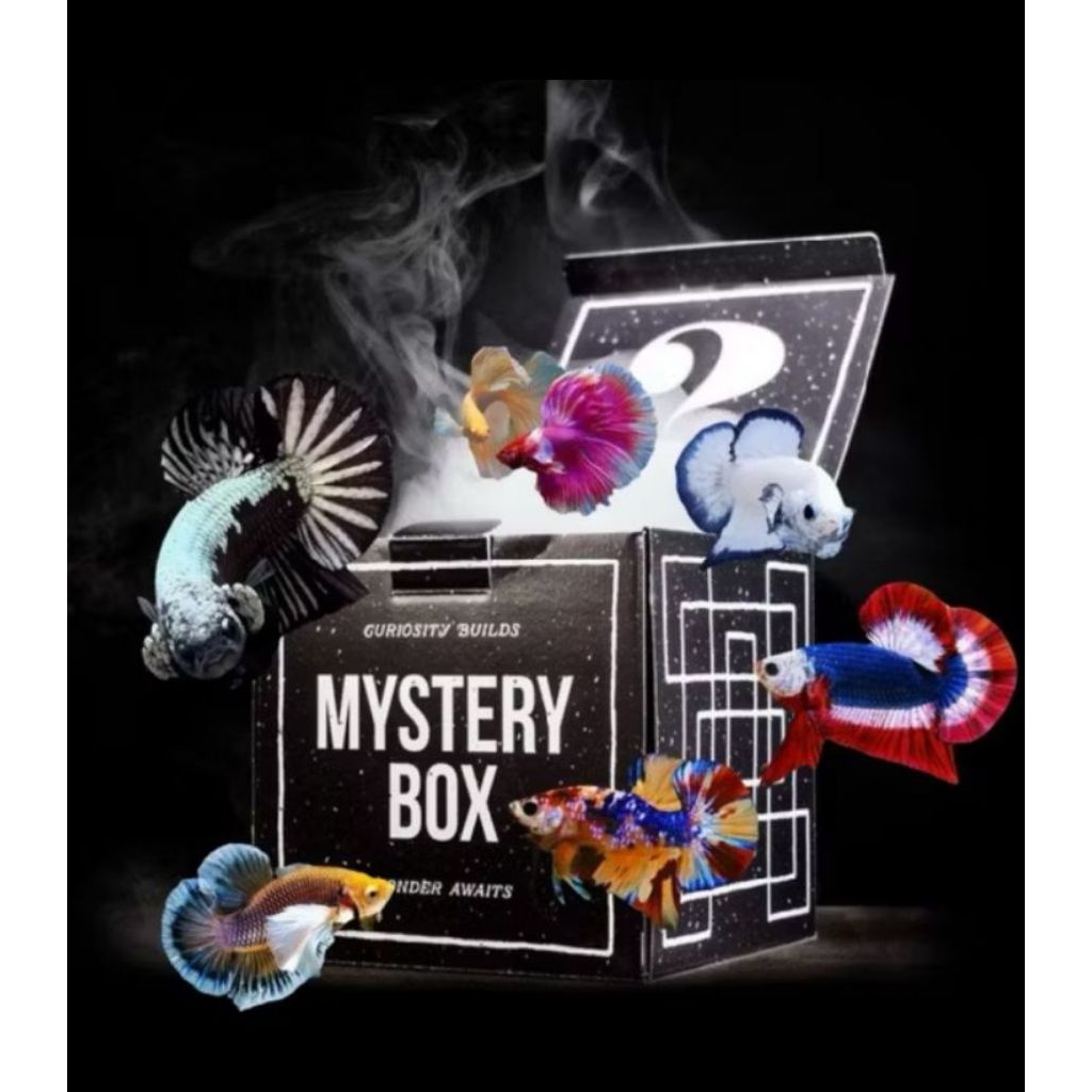 misteri box ikan cupang anti gagal grade A/B box keberuntungan