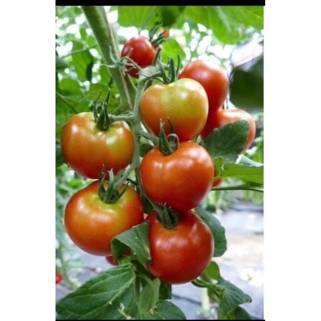 BIJI BENIH TOMAT HIBRIDA UNGGUL ISI 120 BIJI