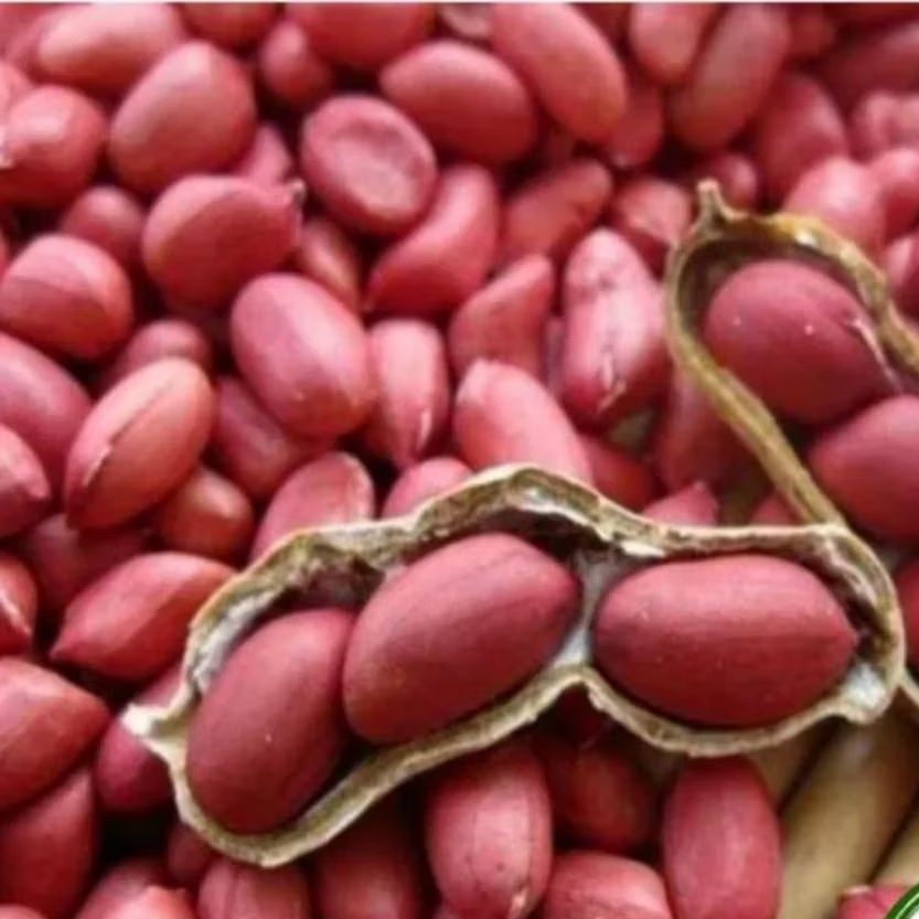 50 BIJI BENIH KACANG TANAH KULIT MERAH