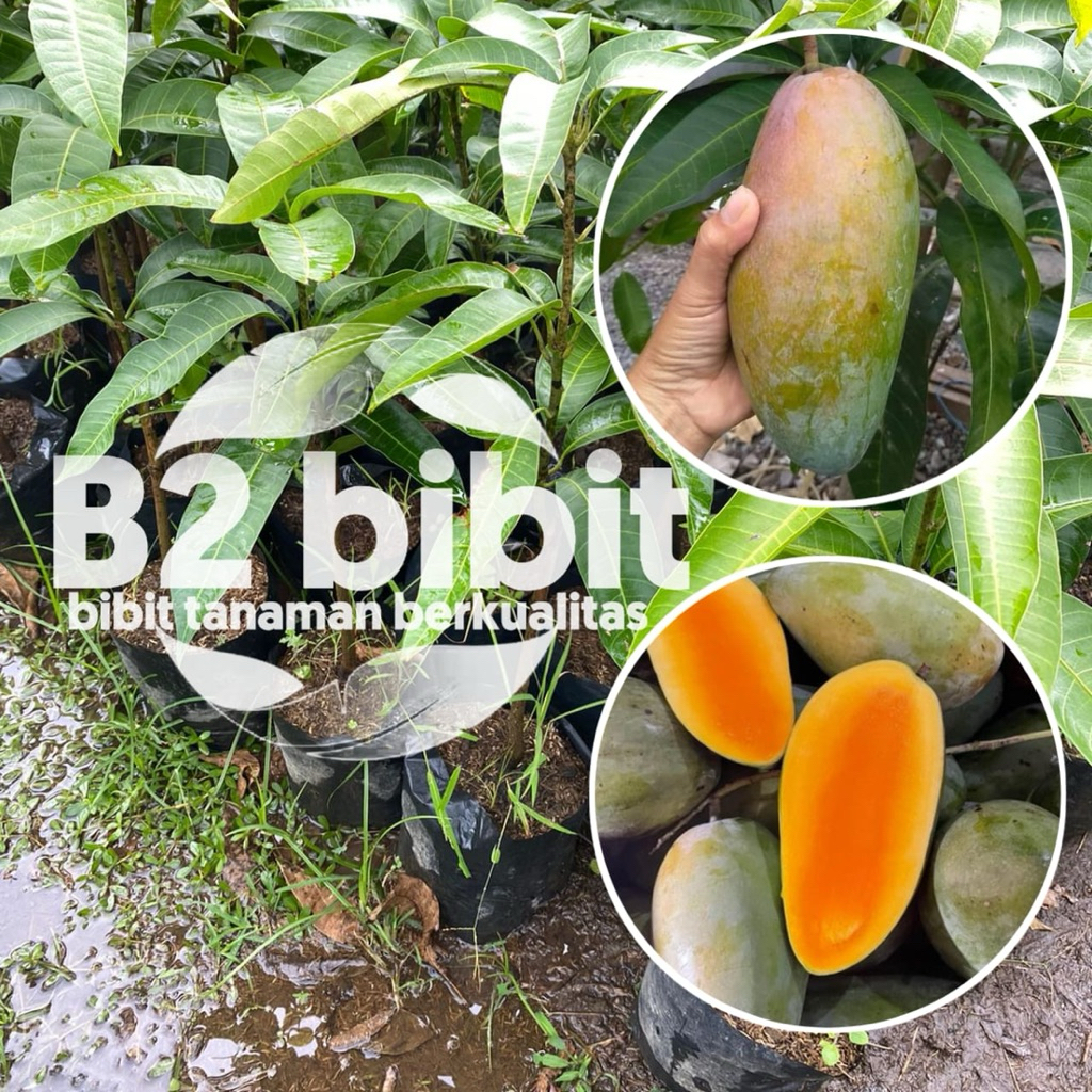 Bibit mangga ( kiojay ) sudah hasil okulasi berkualitas dan cepat berbuah