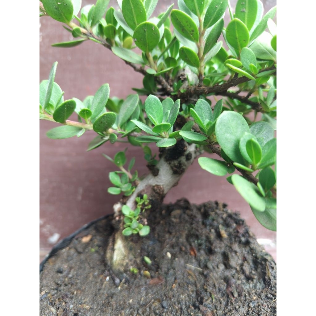 (sesuai gambar) Santigi mawar daun bulat